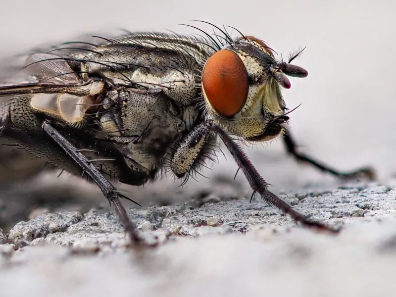 Flies Pest Control