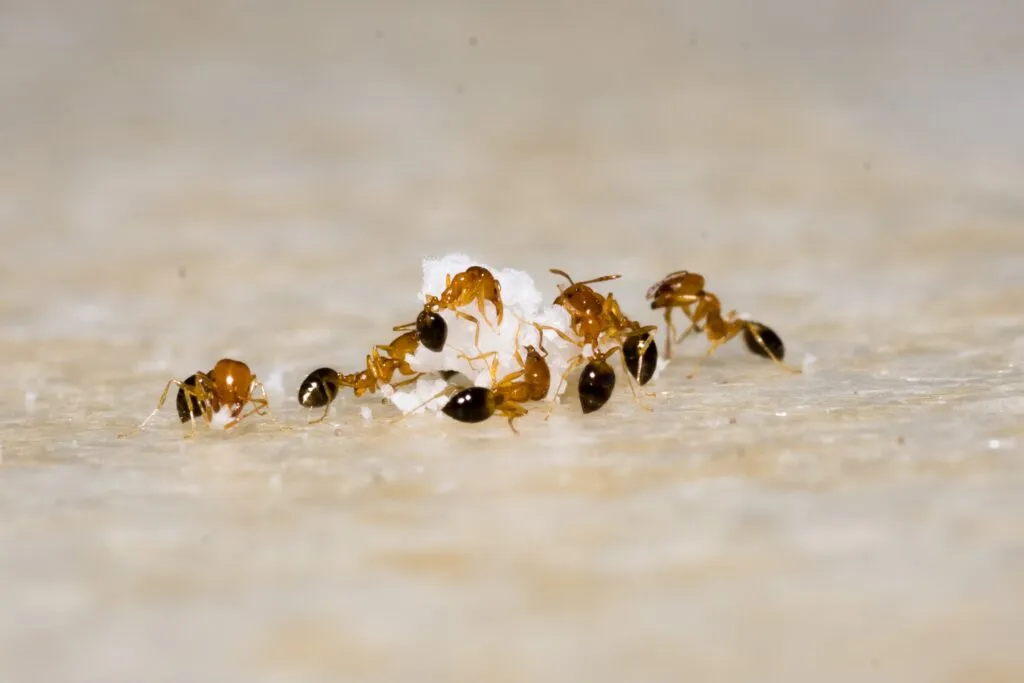 Ant