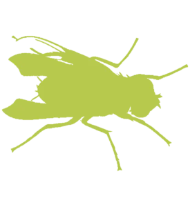 Fly Infestation Control