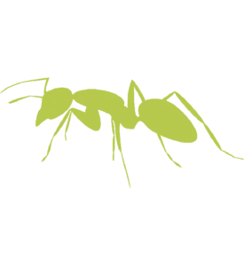 Ant Pest Control