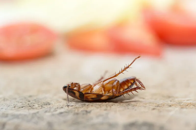 Dead Cockroach, Pest control UK Dead Cockroach pest control