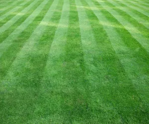 Grass Cutting