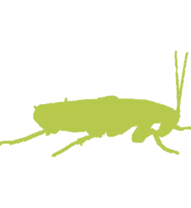 Cockroach Pest Control